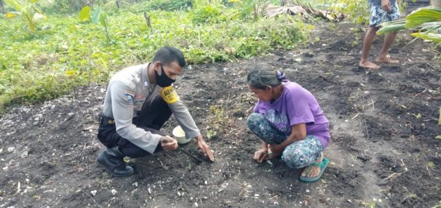 Bhabin Batu Putih_Menanam
