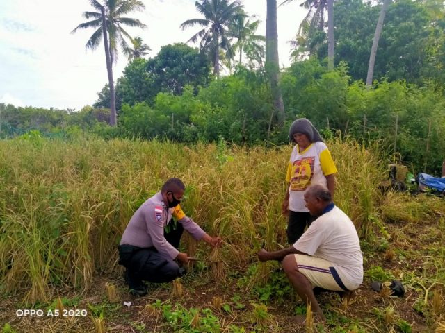 Bhabin Oltim__Bercocok tanam
