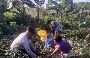 Bantu warga Panen Ubi di kebun, Bhabinkamtibmas Ritabel Ajak Giat Bercocok Tanam