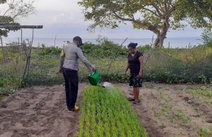 Sambangi Kebun Sayur Milik Ibu Batseba Temartenan, Bhabinkamtibmas Weratan Komunikasi Baik dengan Warga, Agar Tepat Dapat Kepercayaan Warga Untuk Polri