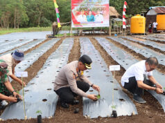 Kapolres Kepulauan Tanimbar hadiri gerakan tanam cabai serentak se-Provinsi Maluku