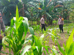 Dukung program Ketahanan Pangan, Polsek Nirunmas tinjau lahan kebun Jagung