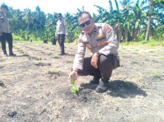 Tinjau perkembangan tanaman Jagung, Kapolsek Kormomolin komitmen dorong Ketahanan Pangan