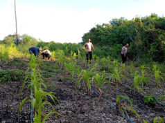 Dukung Ketahanan Pangan, Polsek Tansel tinjau sekaligus lakukan perawatan terhadap tanaman Jagung