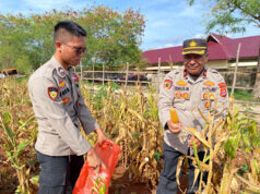 Panen Raya Jagung Kuartal III, Polres Kepulauan Tanimbar perkuat Ketahanan Pangan Nasional