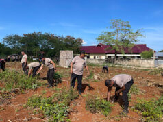 Bersihkan lahan produktif usai panen Jagung, Polres Kepulauan Tanimbar terus dukung Ketahanan Pangan
