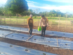 Wujudkan kepedulian Polri, Bhabinkamtibmas Wulmasa sambangi Petani dan beri dukungan perawatan tanaman cabai