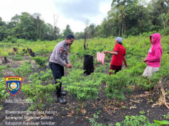 Perkuat Ketahanan Pangan, Bhabinkamtibmas Kabiarat bantu petani panen cabai