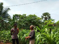 Terus perkuat Ketahanan Pangan, Bhabinkamtibmas Desa persiapan Sabal sambangi Petani di kebun