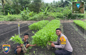 Panen kangkung, Bhabinkamtibmas Kabiarat bersinergi dengan Warga Petani wujudkan Ketahanan Pangan di Desa