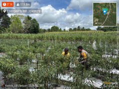 Sinergi Polri dengan Petani, Bhabinkamtibmas Kabiarat hadir di tengah panen cabai