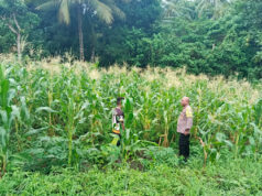Perkuat Ketahanan Pangan, Bhabinkamtibmas Meyano Das lakukan pendampingan kepada Petani jagung