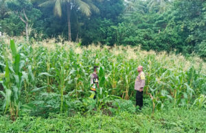 Perkuat Ketahanan Pangan, Bhabinkamtibmas Meyano Das lakukan pendampingan kepada Petani jagung