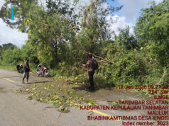 Dengan sigap, Bhabinkamtibmas Ilngei bersama Warga evakuasi pohon tumbang yang tutupi bahu jalan