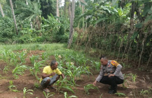 Sambangi Warga Petani, Bhabinkamtibmas Watidal perkuat Ketahanan Pangan
