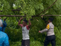 Pohon tumbang di jalan Trans Larat, Bhabinkamtibmas Keliobar sigap lakukan evakuasi bersama Warga