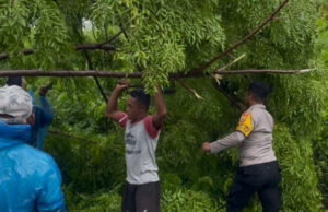 Pohon tumbang di jalan Trans Larat, Bhabinkamtibmas Keliobar sigap lakukan evakuasi bersama Warga