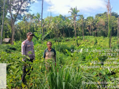Sambangi Warga Petani, Bhabinkamtibmas Awear Rumngeur perkuat Ketahanan Pangan