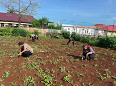 Lakukan pemeliharaan tanaman Jagung, Polres Kepulauan Tanimbar dukung Ketahanan Pangan