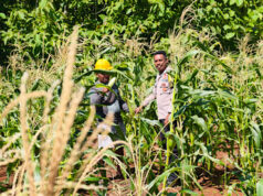 Dukung Ketahanan Pangan, Bhabinkamtibmas Latdalam sambangi Petani Jagung Hibrida di Lahan ‘Mandi Bebas’