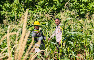 Dukung Ketahanan Pangan, Bhabinkamtibmas Latdalam sambangi Petani Jagung Hibrida di Lahan ‘Mandi Bebas’