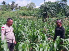 Sukseskan Asta Cita, Bhabinkamtibmas Bomaki sambangi Petani Jagung Hibrida