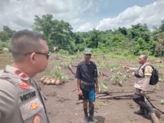 Tinjau dan bersihkan lahan Jagung Hibrida di Desa Arma, Polsek Nirunmas dukung Ketahanan Pangan Nasional