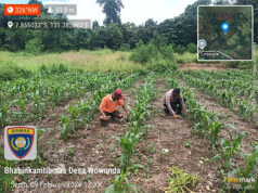 Bersama Petani bersihkan lahan Jagung, Bhabinkamtibmas Wowonda dukung Asta Cita Ketahanan Pangan