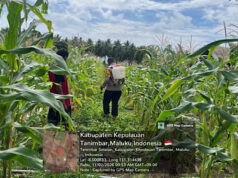 Sentuhan humanis Bhabinkamtibmas Olilit Raya 1, ikut berkeringat bersama Petani bersihkan lahan Jagung