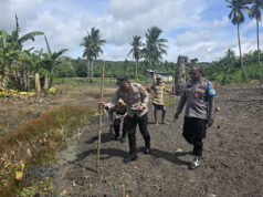 Sukseskan Asta Cita Presiden, Polsek Kormomolin lakukan penanaman Jagung Hibrida di Desa Lorwembun