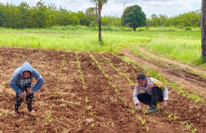 Wujudkan Swasembada Pangan, Bhabinkamtibmas Latdalam lakukan perawatan Jagung Hibrida