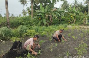 Hadir di tengah Petani, Bhabinkamtibmas Lorwembun pantau pembersihan lahan Jagung