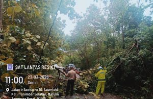 Pasca cuaca buruk, Sat Lantas Polres Kepulauan Tanimbar bersama Dinas Kebersihan evakuasi pohon tumbang