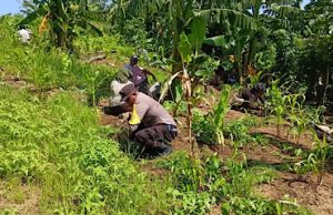 Wujud kedekatan Polri dengan Masyarakat, Bhabinkamtibmas Romnus bantu Petani bersihkan kebun sayur