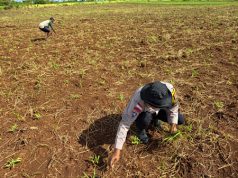 Sukseskan Ketahanan Pangan, Bhabinkamtibmas Kelurahan Saumlaki dampingi Petani rawat tanaman jagung