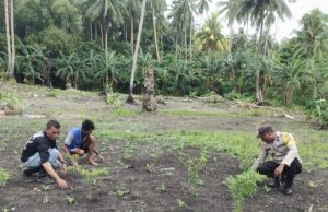 Dukung Ketahanan Pangan, Bhabinkamtibmas Desa Lorwembun turun tangan bantu Petani bersihkan lahan jagung