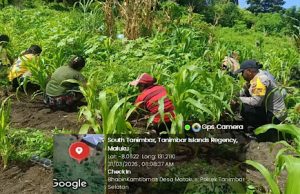 Pantau dan bersihkan lahan jagung, Bhabinkamtibmas Matakus dorong peningkatan Ketahanan Pangan