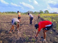 Polsek Selaru dorong peningkatan Ketahanan Pangan lewat perawatan Intensif terhadap tanaman Jagung