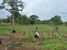 Perkuat Ketahanan Pangan, Kapolsek Tanut turun langsung rawat tanaman Jagung bersama Kelompok Tani
