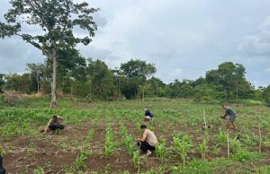 Perkuat Ketahanan Pangan, Kapolsek Tanut turun langsung rawat tanaman Jagung bersama Kelompok Tani