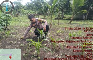Dorong peningkatan Ketahanan Pangan, Bhabinkamtibmas Ilngei dampingi Petani lakukan perawatan Jagung
