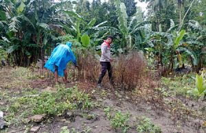 Terjun langsung bantu Petani, Bhabinkamtibmas Waturu terus aktif dorong peningkatan Ketahanan Pangan