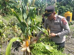 Dukung Swasembada Pangan, Kapolsek Kormomolin pimpin panen jagung hibrida di Desa Lorwembun