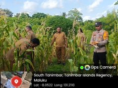 Bhabinkamtibmas Matakus hadir bersama Pemdes gelar panen raya, sukseskan Ketahanan Pangan