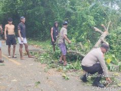 Peduli keselamatan Warga, Bhabinkamtibmas Lorwembun evakuasi pohon tumbang di jalan Trans Yamdena